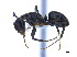  (Camponotus MAS021 - CCDB-22212-G06)  @14 [ ] CreativeCommons - Attribution (2011) M. Alex Smith Centre for Biodiversity Genomics