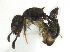  ( - CCDB-22213-A11)  @11 [ ] CreativeCommons - Attribution (2011) M. Alex Smith Centre for Biodiversity Genomics