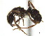  ( - CCDB-22213-B04)  @13 [ ] CreativeCommons - Attribution (2011) M. Alex Smith Centre for Biodiversity Genomics