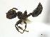  ( - CCDB-22213-D01)  @13 [ ] CreativeCommons - Attribution (2011) M. Alex Smith Centre for Biodiversity Genomics