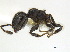  ( - CCDB-22213-D02)  @13 [ ] CreativeCommons - Attribution (2011) M. Alex Smith Centre for Biodiversity Genomics
