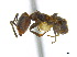  ( - CCDB-22213-D03)  @14 [ ] CreativeCommons - Attribution (2011) M. Alex Smith Centre for Biodiversity Genomics