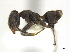  ( - CCDB-22213-D04)  @14 [ ] CreativeCommons - Attribution (2011) M. Alex Smith Centre for Biodiversity Genomics