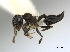 (Crematogaster MAS001 - CCDB-22213-D12)  @14 [ ] CreativeCommons - Attribution (2011) M. Alex Smith Centre for Biodiversity Genomics