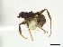  ( - CCDB-22213-F03)  @13 [ ] CreativeCommons - Attribution (2011) M. Alex Smith Centre for Biodiversity Genomics