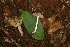  (Volvariella cfr. pusilla - CTES NIV 1680)  @11 [ ] Copyright (2014) IBONE IBONE