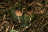  (Volvariella taylorii - CTES NIV 2442)  @11 [ ] Copyright (2014) IBONE IBONE