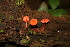  (Pluteus laetus - CTES NIV 967)  @11 [ ] Copyright (2014) IBONE IBONE