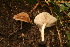  (Pluteus cfr. globiger - CTES NIV 971)  @11 [ ] Copyright (2014) IBONE IBONE