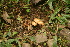  (Pholiota oblita - CTES NIV 976b)  @11 [ ] Copyright (2014) IBONE IBONE