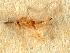  (Cirrospilus ingenuus - 11ANIC-17484-LEG)  @11 [ ] CreativeCommons - Attribution (2011) ANIC/CBG Photography Group Centre for Biodiversity Genomics