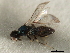  ( - 11ANIC-17492-LEG)  @11 [ ] CreativeCommons - Attribution (2011) ANIC/CBG Photography Group Centre for Biodiversity Genomics