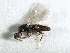  (Diglyphus minoeus - 11ANIC-17493)  @11 [ ] CreativeCommons - Attribution (2011) ANIC/CBG Photography Group Centre for Biodiversity Genomics