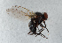  ( - NHMUK014432506)  @11 [ ] Unspecified (default): All Rights Reserved  Ben W Price Natural History Museum, London