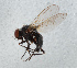  ( - NHMUK014432506)  @11 [ ] Unspecified (default): All Rights Reserved  Ben W Price Natural History Museum, London