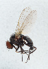  ( - NHMUK014432506)  @11 [ ] Unspecified (default): All Rights Reserved  Ben W Price Natural History Museum, London