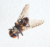  ( - NHMUK014432512)  @11 [ ] Unspecified (default): All Rights Reserved  Ben W Price Natural History Museum, London