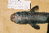  (Parmaturus cf. macmillani - BPS-0191)  @13 [ ] Copyright (2002) Samuel P. Iglesias Museum national d'Histoire naturelle