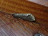  ( - CLV47972)  @11 [ ] CreativeCommons - Attribution Non-Commercial Share-Alike (2025) Carlos Lopez Vaamonde Institut de Recherche sur la Biologie de l'Insecte