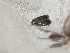  ( - CLV48024)  @11 [ ] CreativeCommons - Attribution Non-Commercial Share-Alike (2025) Carlos Lopez Vaamonde Institut de Recherche sur la Biologie de l'Insecte