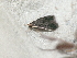  ( - CLV48024)  @11 [ ] CreativeCommons - Attribution Non-Commercial Share-Alike (2025) Carlos Lopez Vaamonde Institut de Recherche sur la Biologie de l'Insecte
