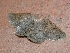  ( - CLV47920)  @11 [ ] CreativeCommons - Attribution Non-Commercial Share-Alike (2024) Carlos Lopez Vaamonde Institut de Recherche sur la Biologie de l'Insecte