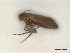  (Micropterix imperfectella - CLV47936)  @11 [ ] CreativeCommons  Attribution Non-Commercial Share-Alike (2023) Carlos Lopez Vaamonde Institut National de la Recherche Agronomique, Zoologie Forestiere