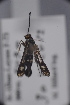  ( - CLV48099)  @11 [ ] CreativeCommons  Attribution Non-Commercial Share-Alike (2023) Carlos Lopez Vaamonde Institut National de la Recherche Agronomique, Zoologie Forestiere