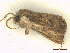  ( - CLV48118)  @11 [ ] CreativeCommons  Attribution Non-Commercial Share-Alike (2023) Carlos Lopez Vaamonde Institut National de la Recherche Agronomique, Zoologie Forestiere