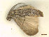  ( - CLV48157)  @11 [ ] CreativeCommons  Attribution Non-Commercial Share-Alike (2023) Carlos Lopez Vaamonde Institut National de la Recherche Agronomique, Zoologie Forestiere