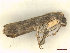  ( - CLV48161)  @11 [ ] CreativeCommons  Attribution Non-Commercial Share-Alike (2023) Carlos Lopez Vaamonde Institut National de la Recherche Agronomique, Zoologie Forestiere
