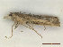  (Agriphila tersellus - CLV48167)  @11 [ ] CreativeCommons  Attribution Non-Commercial Share-Alike (2023) Carlos Lopez Vaamonde Institut National de la Recherche Agronomique, Zoologie Forestiere