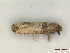  ( - CLV48173)  @11 [ ] CreativeCommons  Attribution Non-Commercial Share-Alike (2023) Carlos Lopez Vaamonde Institut National de la Recherche Agronomique, Zoologie Forestiere