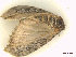  ( - CLV48206)  @11 [ ] CreativeCommons  Attribution Non-Commercial Share-Alike (2023) Carlos Lopez Vaamonde Institut National de la Recherche Agronomique, Zoologie Forestiere