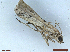  ( - CLV48470)  @11 [ ] CreativeCommons  Attribution Non-Commercial Share-Alike (2024) Carlos Lopez Vaamonde Institut National de la Recherche Agronomique, Zoologie Forestiere