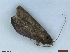  ( - CLV48473)  @11 [ ] CreativeCommons  Attribution Non-Commercial Share-Alike (2024) Carlos Lopez Vaamonde Institut National de la Recherche Agronomique, Zoologie Forestiere
