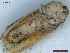  ( - CLV48481)  @11 [ ] CreativeCommons  Attribution Non-Commercial Share-Alike (2024) Carlos Lopez Vaamonde Institut National de la Recherche Agronomique, Zoologie Forestiere