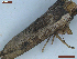  ( - CLV48513)  @11 [ ] CreativeCommons  Attribution Non-Commercial Share-Alike (2024) Carlos Lopez Vaamonde Institut National de la Recherche Agronomique, Zoologie Forestiere