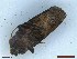  ( - CLV48523)  @11 [ ] CreativeCommons  Attribution Non-Commercial Share-Alike (2024) Carlos Lopez Vaamonde Institut National de la Recherche Agronomique, Zoologie Forestiere