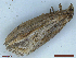  ( - CLV48524)  @11 [ ] CreativeCommons  Attribution Non-Commercial Share-Alike (2024) Carlos Lopez Vaamonde Institut National de la Recherche Agronomique, Zoologie Forestiere