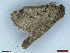  ( - CLV48538)  @11 [ ] CreativeCommons  Attribution Non-Commercial Share-Alike (2024) Carlos Lopez Vaamonde Institut National de la Recherche Agronomique, Zoologie Forestiere
