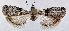  (Propeacrobasis - CLV49287)  @11 [ ] CreativeCommons  Attribution Non-Commercial Share-Alike (2024) Carlos Lopez Vaamonde Institut National de la Recherche Agronomique, Zoologie Forestiere