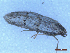  ( - CLV49996)  @11 [ ] CreativeCommons  Attribution Non-Commercial Share-Alike (2025) Carlos Lopez Vaamonde Institut National de la Recherche Agronomique, Zoologie Forestiere