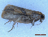  ( - CLV50018)  @11 [ ] CreativeCommons  Attribution Non-Commercial Share-Alike (2025) Carlos Lopez Vaamonde Institut National de la Recherche Agronomique, Zoologie Forestiere