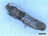  ( - CLV50032)  @11 [ ] CreativeCommons  Attribution Non-Commercial Share-Alike (2025) Carlos Lopez Vaamonde Institut National de la Recherche Agronomique, Zoologie Forestiere