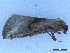  ( - CLV50052)  @11 [ ] CreativeCommons  Attribution Non-Commercial Share-Alike (2025) Carlos Lopez Vaamonde Institut National de la Recherche Agronomique, Zoologie Forestiere