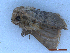  ( - CLV50062)  @11 [ ] CreativeCommons  Attribution Non-Commercial Share-Alike (2025) Carlos Lopez Vaamonde Institut National de la Recherche Agronomique, Zoologie Forestiere