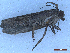  ( - CLV50076)  @11 [ ] CreativeCommons  Attribution Non-Commercial Share-Alike (2025) Carlos Lopez Vaamonde Institut National de la Recherche Agronomique, Zoologie Forestiere