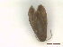  ( - CLV47987)  @11 [ ] CreativeCommons  Attribution Non-Commercial Share-Alike (2023) Carlos Lopez Vaamonde Institut National de la Recherche Agronomique, Zoologie Forestiere