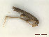  ( - CLV48024)  @11 [ ] CreativeCommons  Attribution Non-Commercial Share-Alike (2023) Carlos Lopez Vaamonde Institut National de la Recherche Agronomique, Zoologie Forestiere